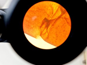 Thumbnail image of Olympus CK2 Inverted Phase Contrast Microscope w/ 3 x Objectives Lab