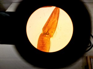 Thumbnail image of Olympus CK2 Inverted Phase Contrast Microscope w/ 3 x Objectives Lab