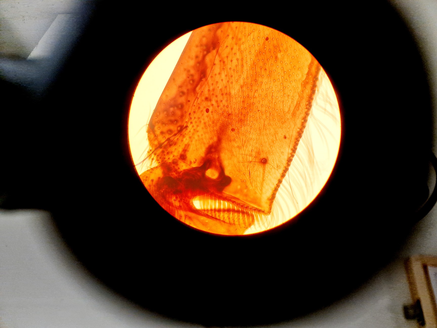 Image of Olympus CK2 Inverted Phase Contrast Microscope w/ 3 x Objectives Lab