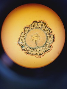 Thumbnail image of Palm Microbeam3 Laser Capture Microdissector, Axiovert 200 w/ AxioVision Lab