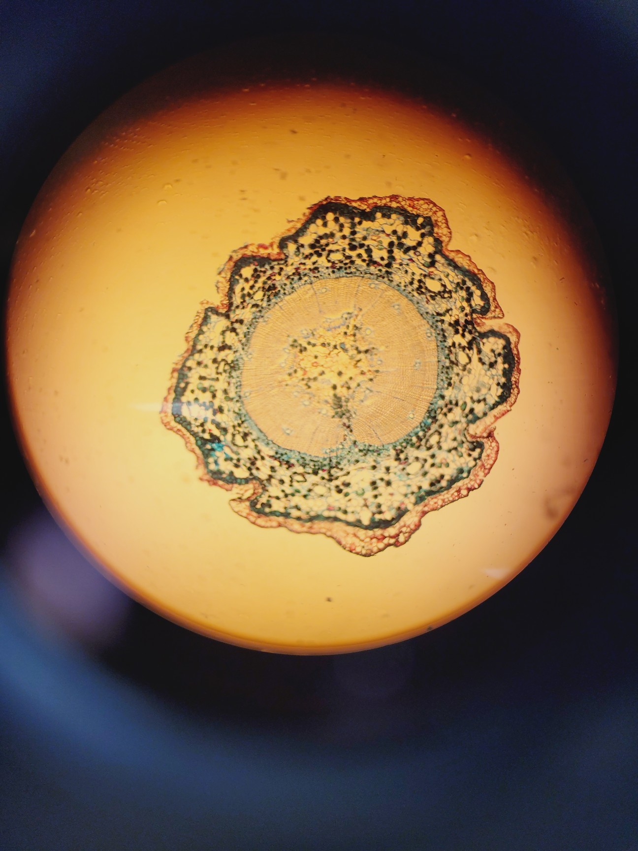 Image of Palm Microbeam3 Laser Capture Microdissector, Axiovert 200 w/ AxioVision Lab
