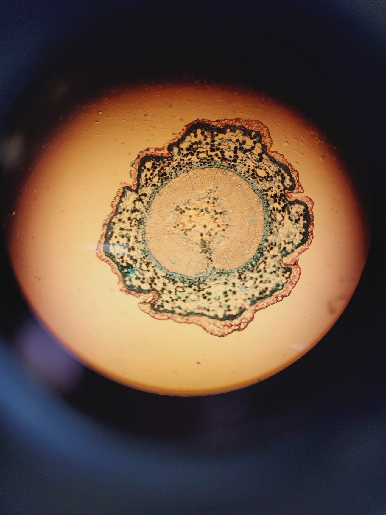 Image of Palm Microbeam3 Laser Capture Microdissector, Axiovert 200 w/ AxioVision Lab