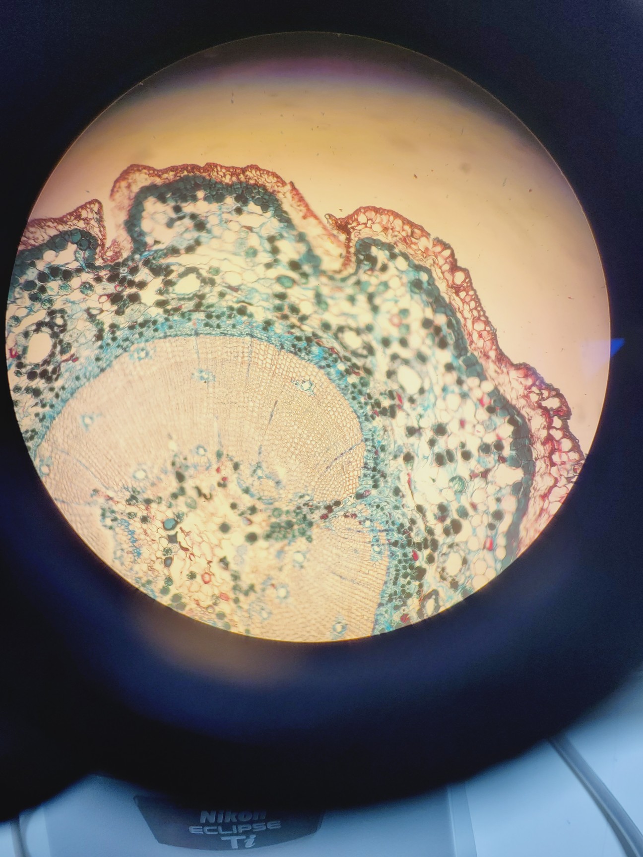 Image of Nikon Eclipse Ti-E Motorised Inverted Microscope System and A1R confocal/TIRF 