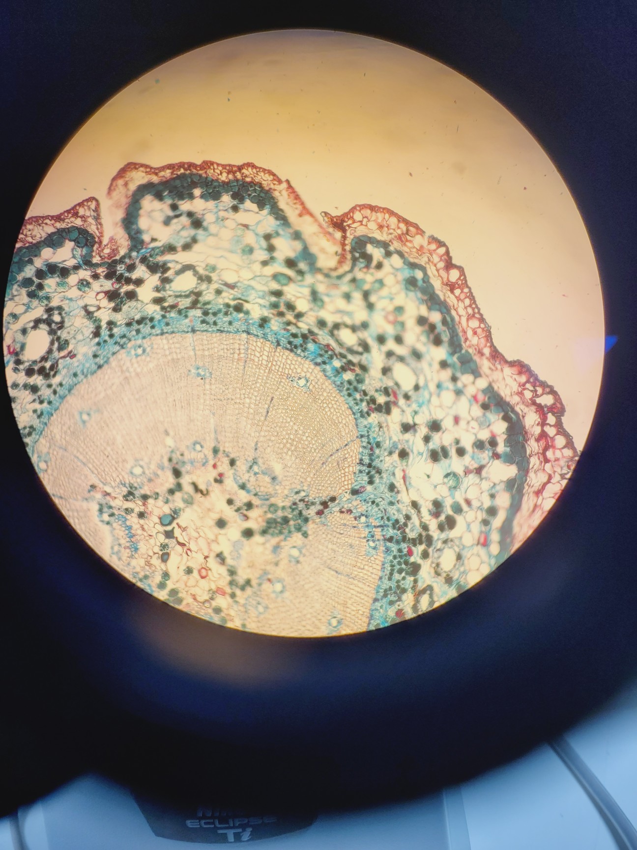 Image of Nikon Eclipse Ti-E Motorised Inverted Microscope System and A1R confocal/TIRF 