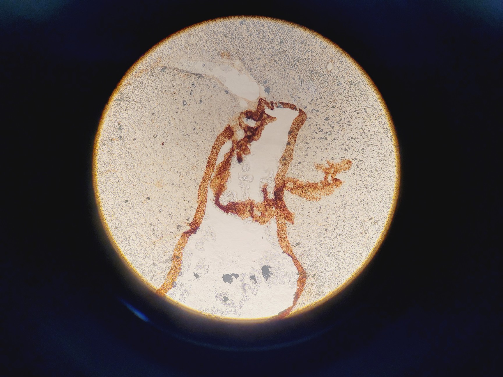 Image of Leitz Laborlux S Microscope Type 020-505.030 w/ Camera Mount & 3 x Objectives 
