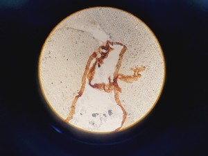 Thumbnail image of Leitz Laborlux S Microscope Type 020-505.030 w/ Camera Mount & 3 x Objectives 