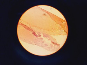 Thumbnail image of Leitz Laborlux S Microscope Type 020-505.030 w/ 3 x Objectives 10/40/100x 