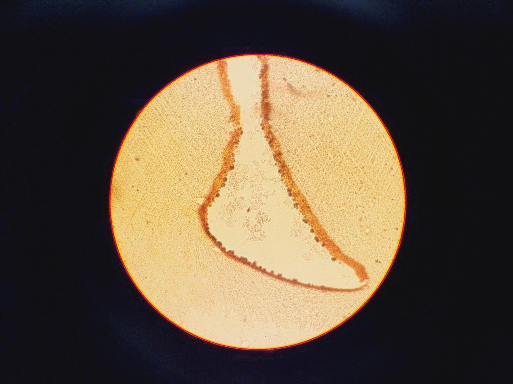 Image of Leitz Laborlux S Microscope Type 020-505.030 w/ 3 x Objectives 10/40/100x 
