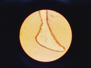 Thumbnail image of Leitz Laborlux S Microscope Type 020-505.030 w/ 3 x Objectives 10/40/100x