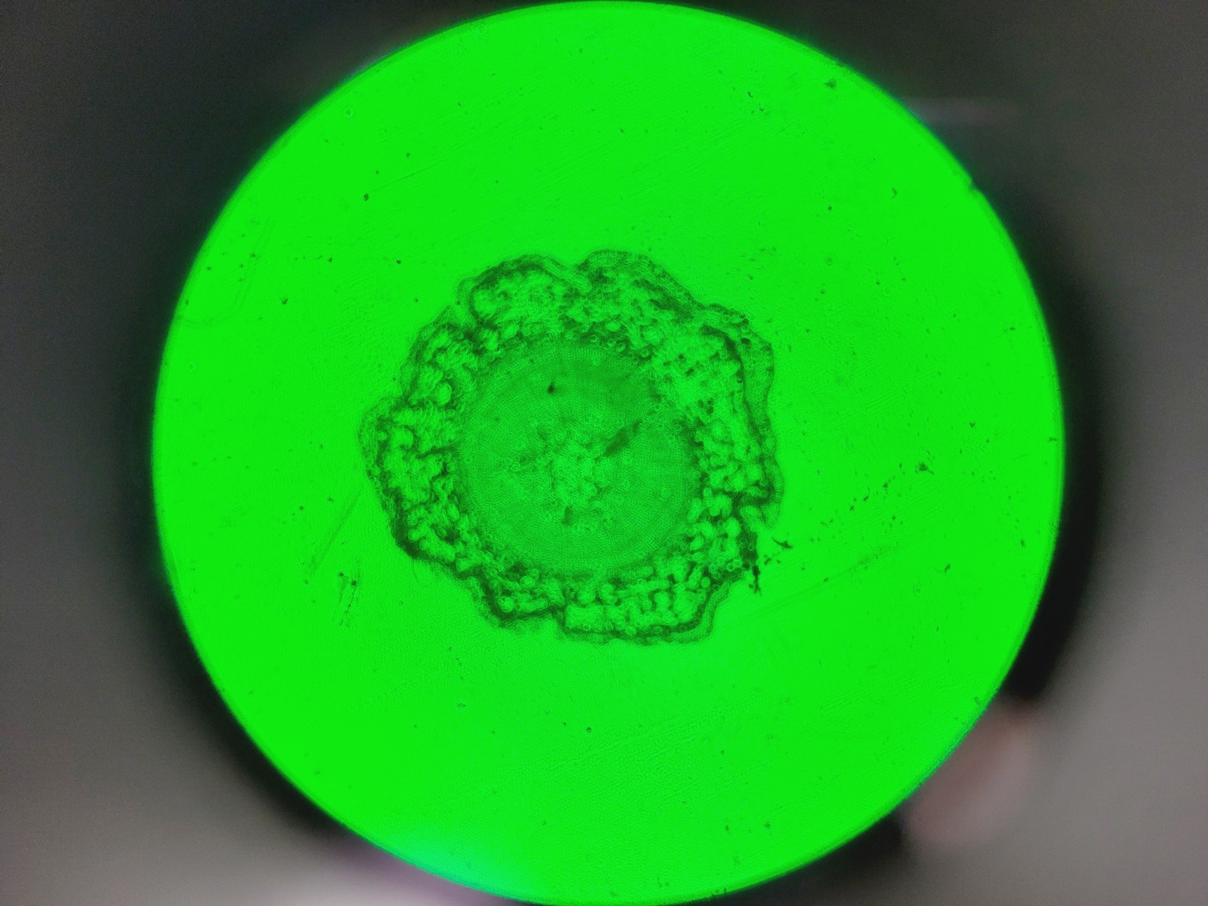 Image of Leica DMi8 Inverted Microscope w/ Tiltable Transmitted Light Arm & 5 x Objective