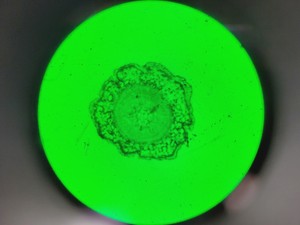 Thumbnail image of Leica DMi8 Inverted Microscope w/ Tiltable Transmitted Light Arm & 5 x Objective