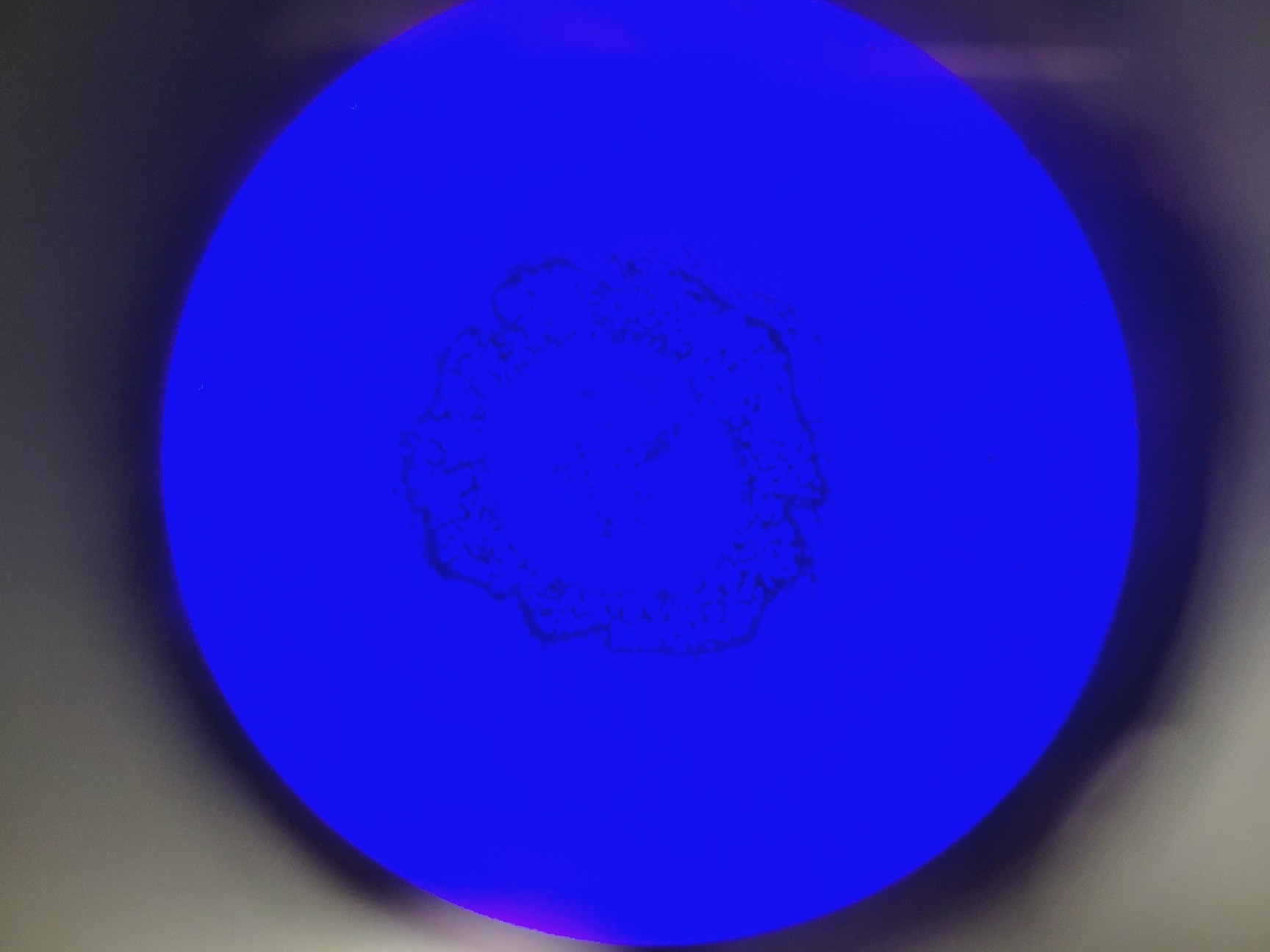 Image of Leica DMi8 Inverted Microscope w/ Tiltable Transmitted Light Arm & 5 x Objective