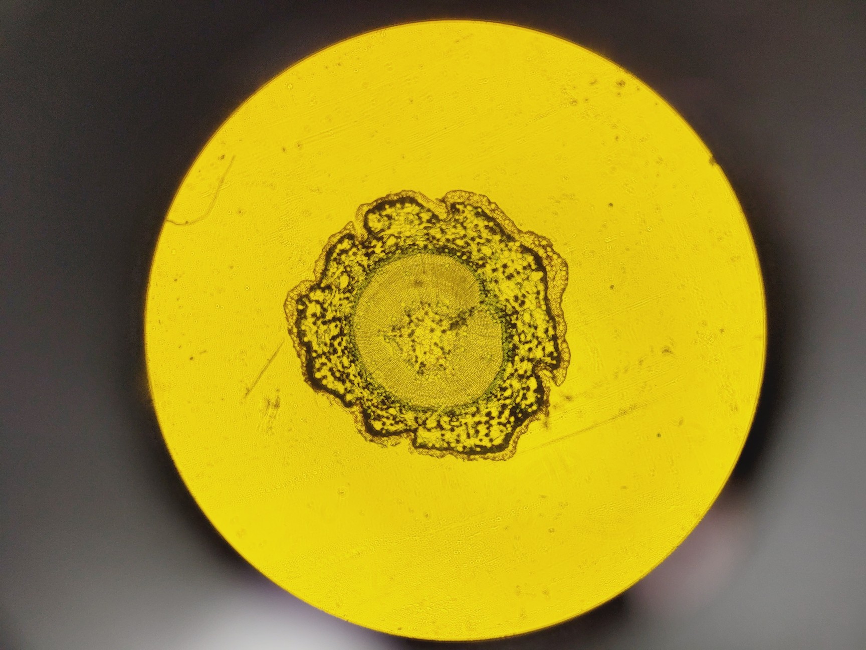 Image of Leica DMi8 Inverted Microscope w/ Tiltable Transmitted Light Arm & 5 x Objective