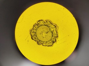 Thumbnail image of Leica DMi8 Inverted Microscope w/ Tiltable Transmitted Light Arm & 5 x Objective