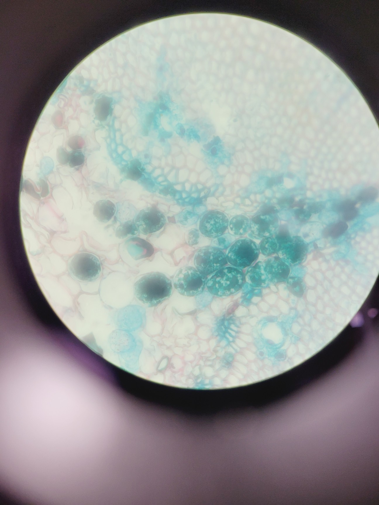 Image of Leica DMi8 Inverted Microscope w/ Tiltable Transmitted Light Arm & 5 x Objective
