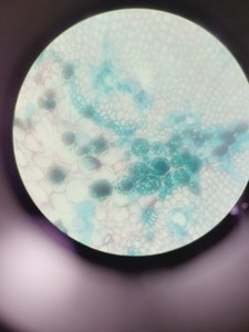 Thumbnail image of Leica DMi8 Inverted Microscope w/ Tiltable Transmitted Light Arm & 5 x Objective