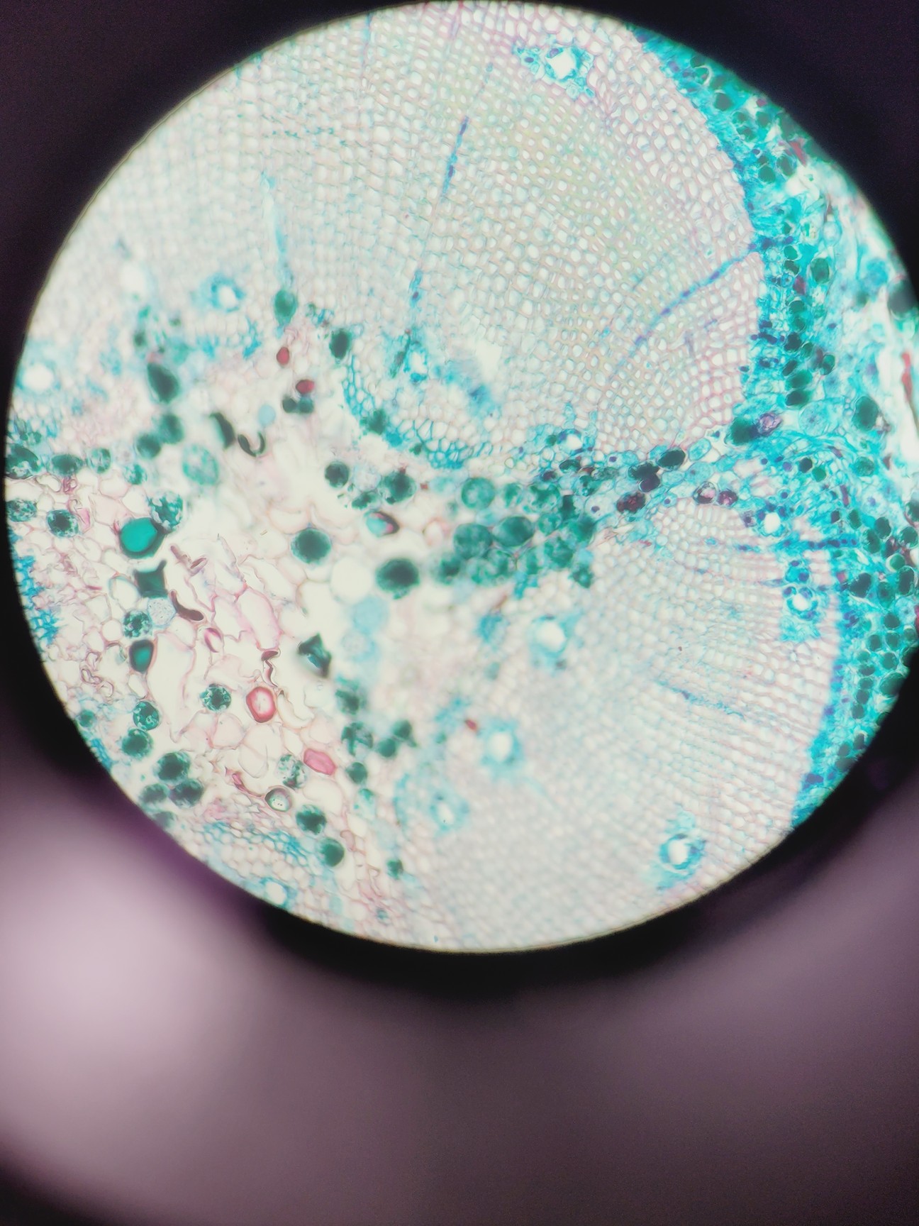 Image of Leica DMi8 Inverted Microscope w/ Tiltable Transmitted Light Arm & 5 x Objective