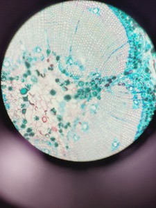 Thumbnail image of Leica DMi8 Inverted Microscope w/ Tiltable Transmitted Light Arm & 5 x Objective