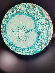 Thumbnail image of Leica DMi8 Inverted Microscope w/ Tiltable Transmitted Light Arm & 5 x Objective