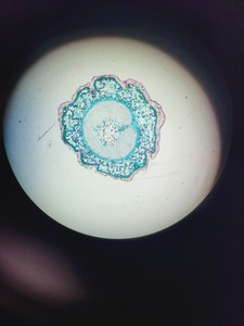 Thumbnail image of Leica DMi8 Inverted Microscope w/ Tiltable Transmitted Light Arm & 5 x Objective