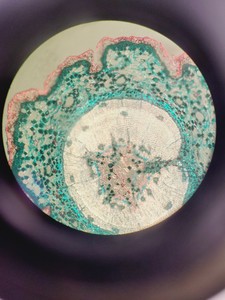 Thumbnail image of Olympus IX-70/Fluoview FV-500 Confocal Microscope System
