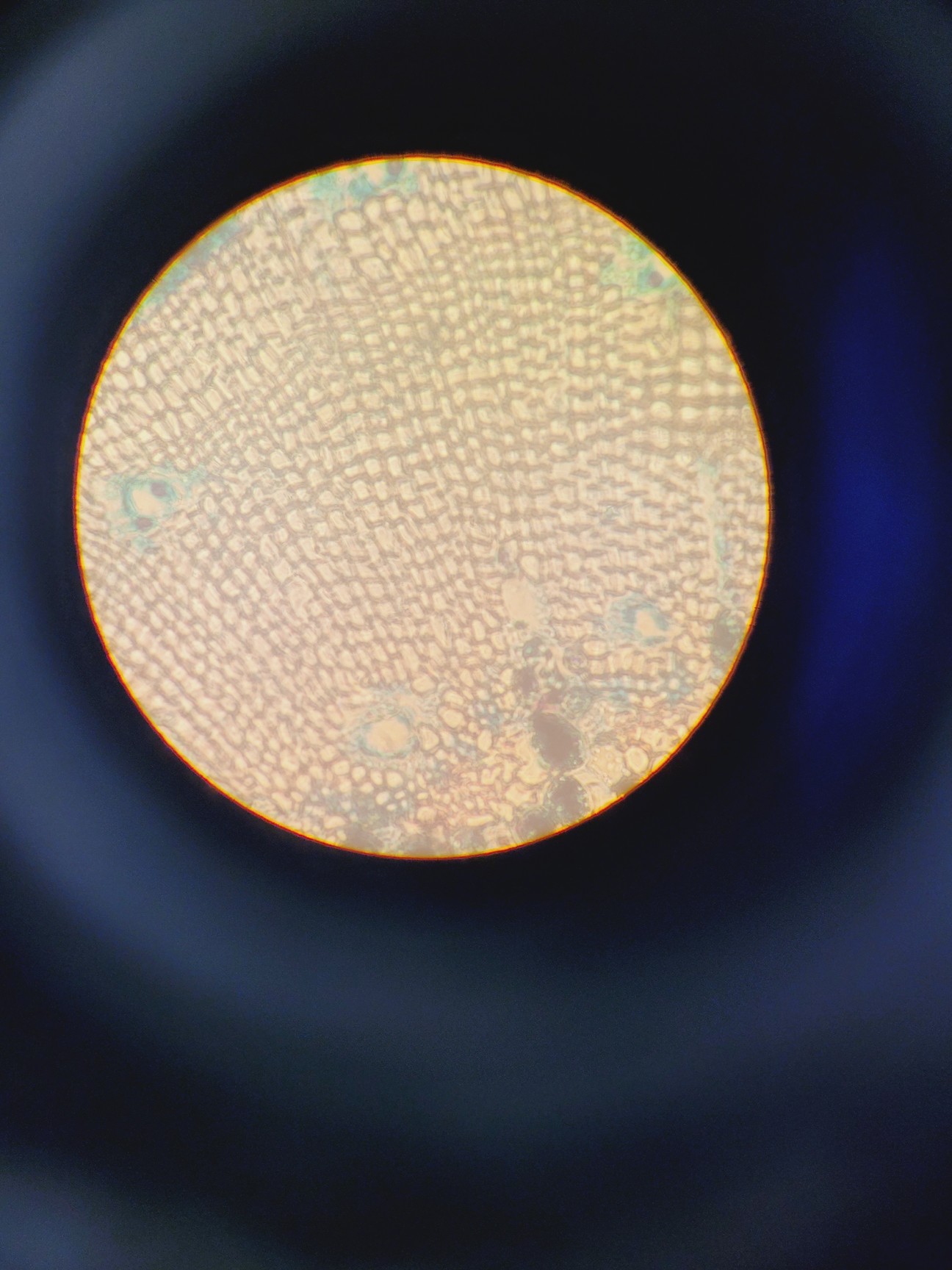 Image of Leitz Labovert FS Microscope w/ 4 x Objectives PHACO 4x/10x/20x/32x Lab