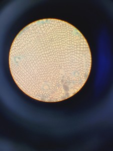 Thumbnail image of Leitz Labovert FS Microscope w/ 4 x Objectives PHACO 4x/10x/20x/32x Lab