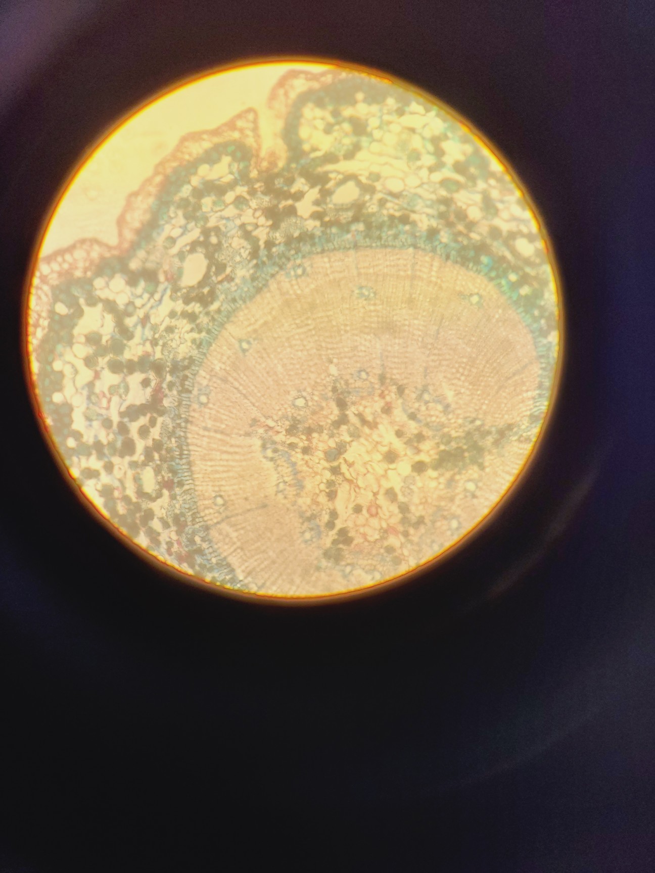 Image of Leitz Labovert FS Microscope w/ 4 x Objectives PHACO 4x/10x/20x/32x Lab