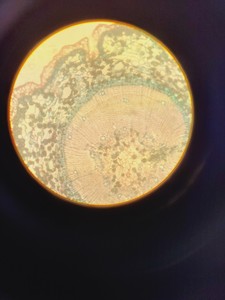 Thumbnail image of Leitz Labovert FS Microscope w/ 4 x Objectives PHACO 4x/10x/20x/32x Lab