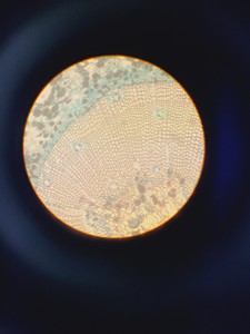 Thumbnail image of Leitz Labovert FS Microscope w/ 4 x Objectives PHACO 4x/10x/20x/32x Lab