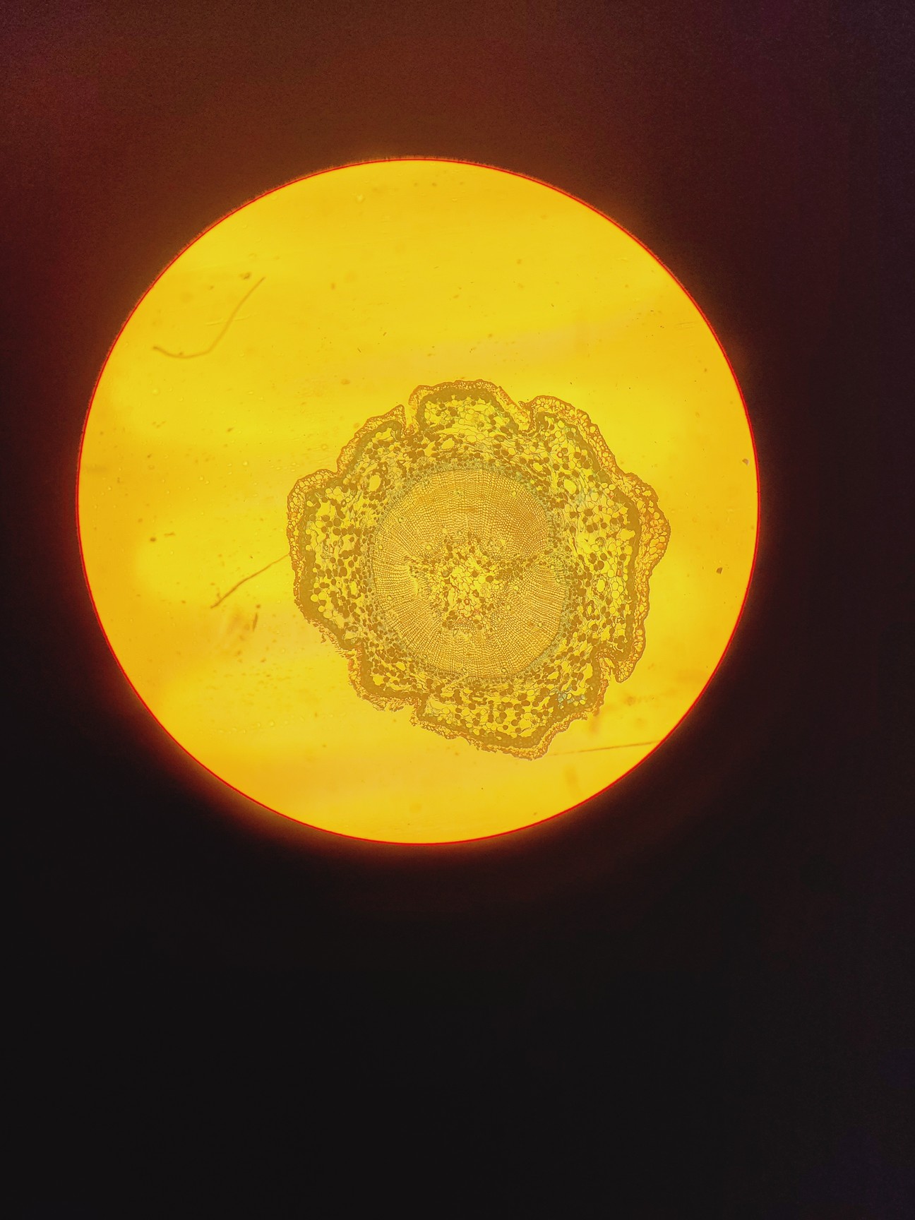 Image of Leitz Labovert FS Microscope w/ 4 x Objectives PHACO 4x/10x/20x/32x Lab