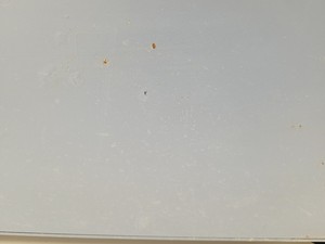 Thumbnail image of Stuart SI600 Shaking Incubator