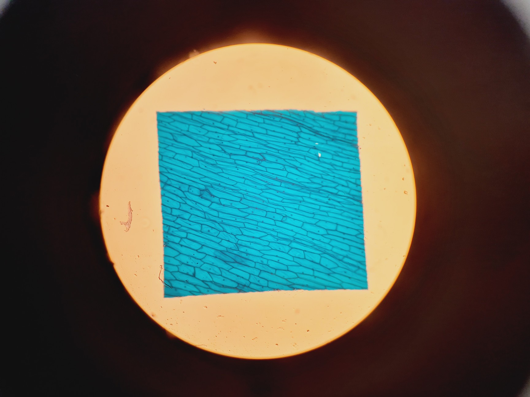 Image of Nikon YS100 Biological Microscope w/ 4 x Objectives - 4/10/40/100x Oil Lab