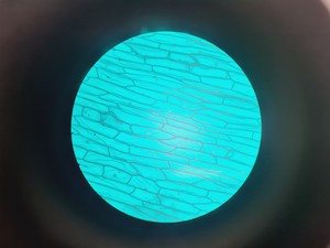 Thumbnail image of Nikon YS100 Biological Microscope w/ 4 x Objectives - 4/10/40/100x Oil Lab