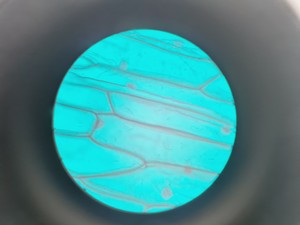 Thumbnail image of Nikon YS100 Biological Microscope w/ 4 x Objectives - 4/10/40/100x Oil Lab