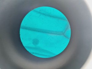 Thumbnail image of Nikon YS100 Biological Microscope w/ 4 x Objectives - 4/10/40/100x Oil Lab