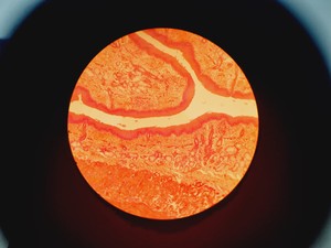 Thumbnail image of Nikon YS100 Biological Microscope w/ 4 x Objectives - 4/10/40/100x Oil Lab