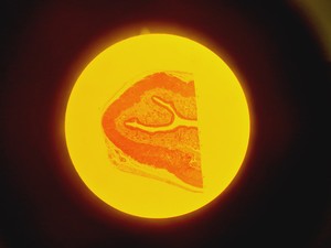 Thumbnail image of Olympus CK 2 Microscope w/ 4 x Objectives Lab