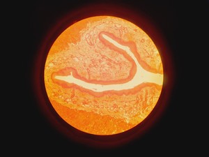 Thumbnail image of Olympus CK 2 Microscope w/ 4 x Objectives Lab
