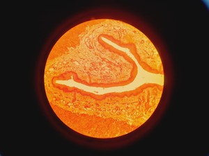 Thumbnail image of Olympus CK 2 Microscope w/ 4 x Objectives Lab