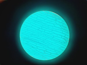 Thumbnail image of Olympus CK 2 Microscope w/ 4 x Objectives Lab