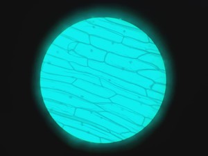 Thumbnail image of Olympus CK 2 Microscope w/ 4 x Objectives Lab