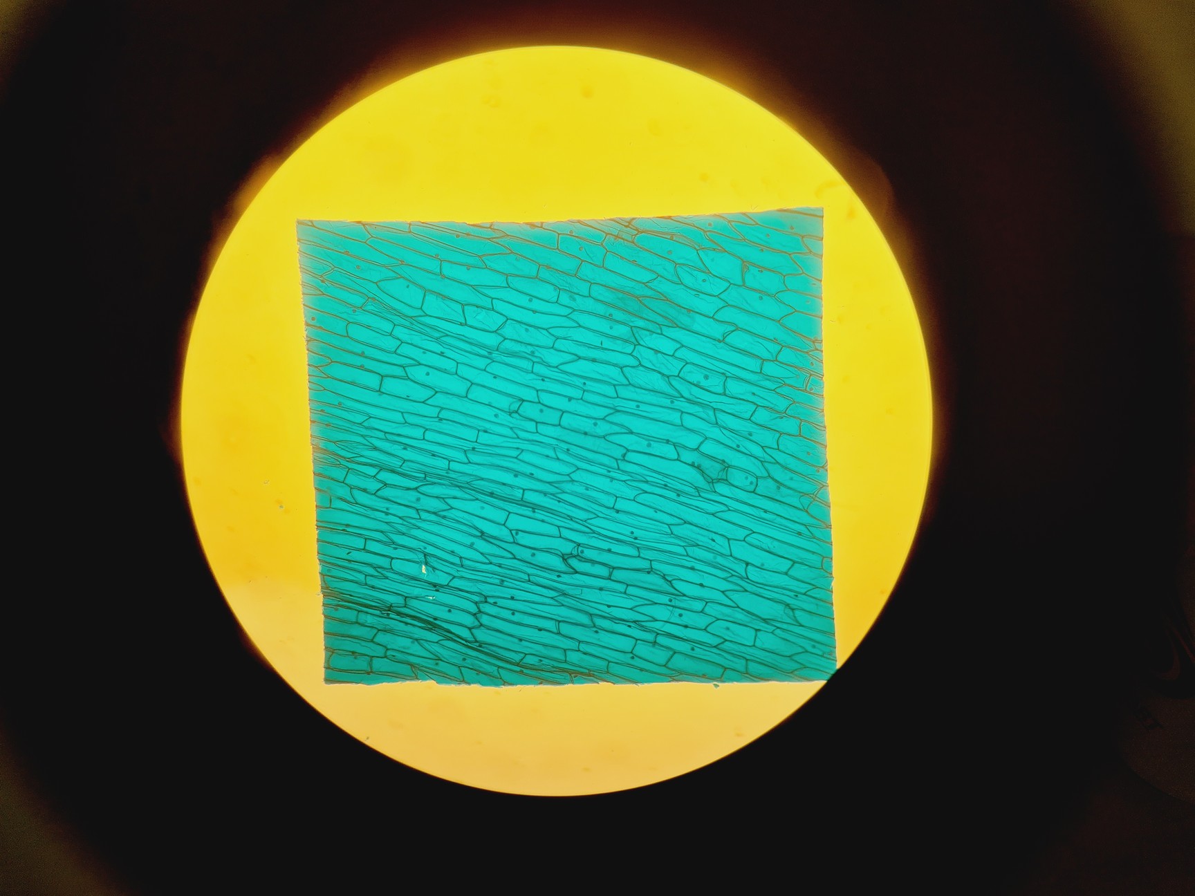 Image of Carl Zeiss Axiovert 40 CFL Microscope w/ 4 x Objectives Lab
