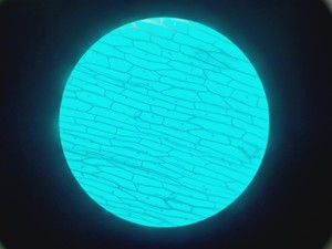 Thumbnail image of Carl Zeiss Axiovert 40 CFL Microscope w/ 4 x Objectives Lab