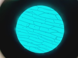 Thumbnail image of Carl Zeiss Axiovert 40 CFL Microscope w/ 4 x Objectives Lab