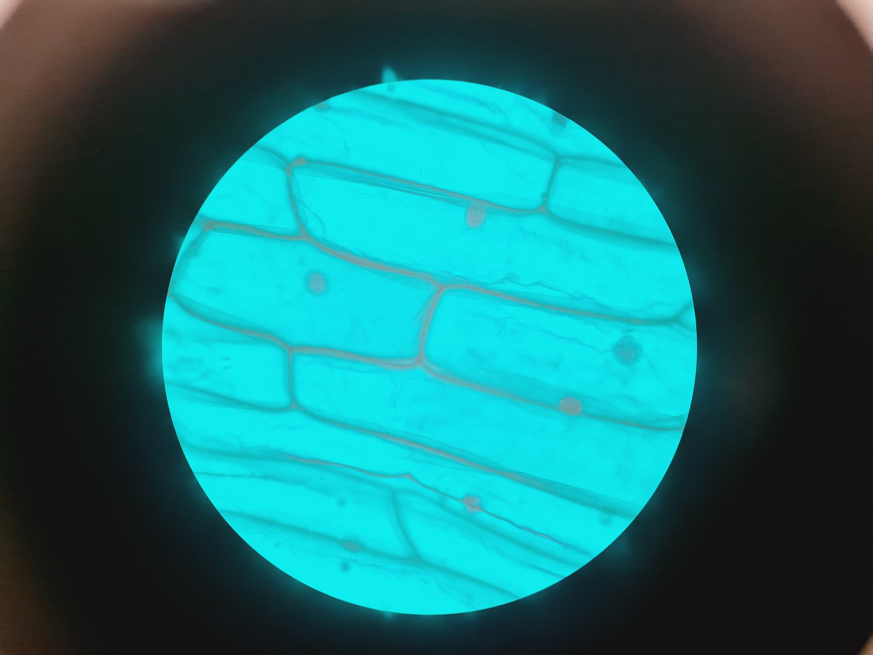 Image of Carl Zeiss Axiovert 40 CFL Microscope w/ 4 x Objectives Lab