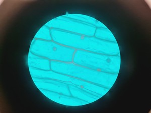 Thumbnail image of Carl Zeiss Axiovert 40 CFL Microscope w/ 4 x Objectives Lab