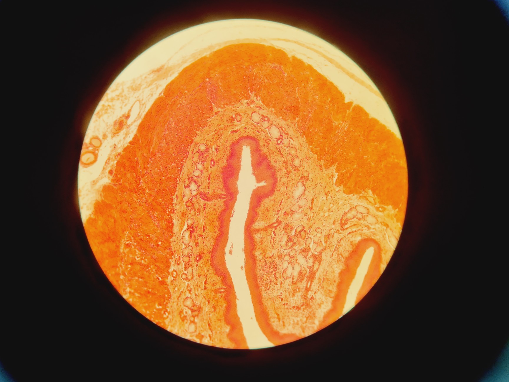 Image of Carl Zeiss Axiovert 40 CFL Microscope w/ 4 x Objectives Lab