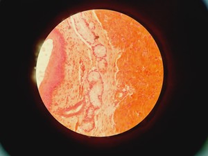 Thumbnail image of Carl Zeiss Axiovert 40 CFL Microscope w/ 4 x Objectives Lab