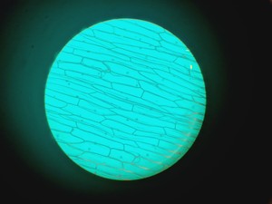 Thumbnail image of Leitz Wetzlar 786496 Microscope w/ 5 x Objectives Lab